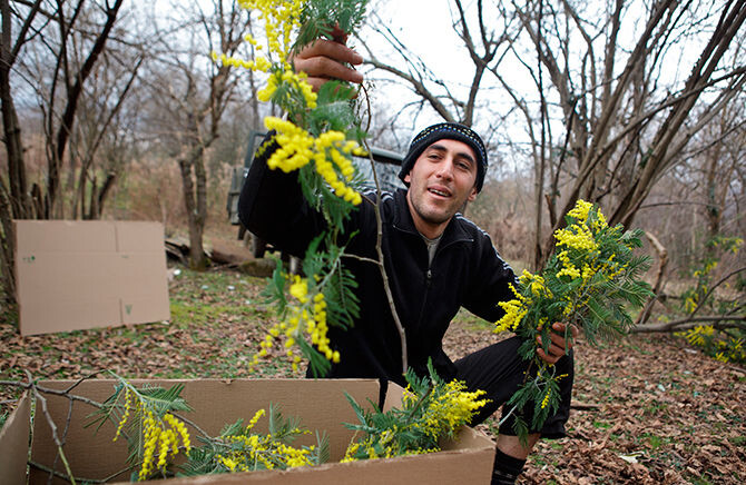 Один район Абхазии снабжает всю Россию мимозой. Откуда такая цена и почему альтернатив нет