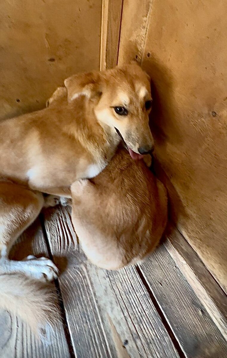 Молчи, вдруг не заметит! Хорошо, что у них стены не зелёные