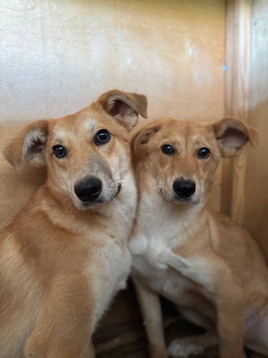 И что такие куколки заточены в приюте тоже привыкнешь? В глаза смотри нам и отвечай!