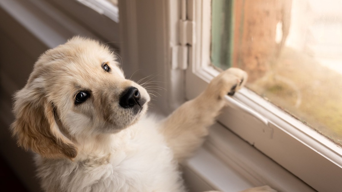    Для многих семей питомцы стали полноценными членами, чье благополучие стоит в приоритете