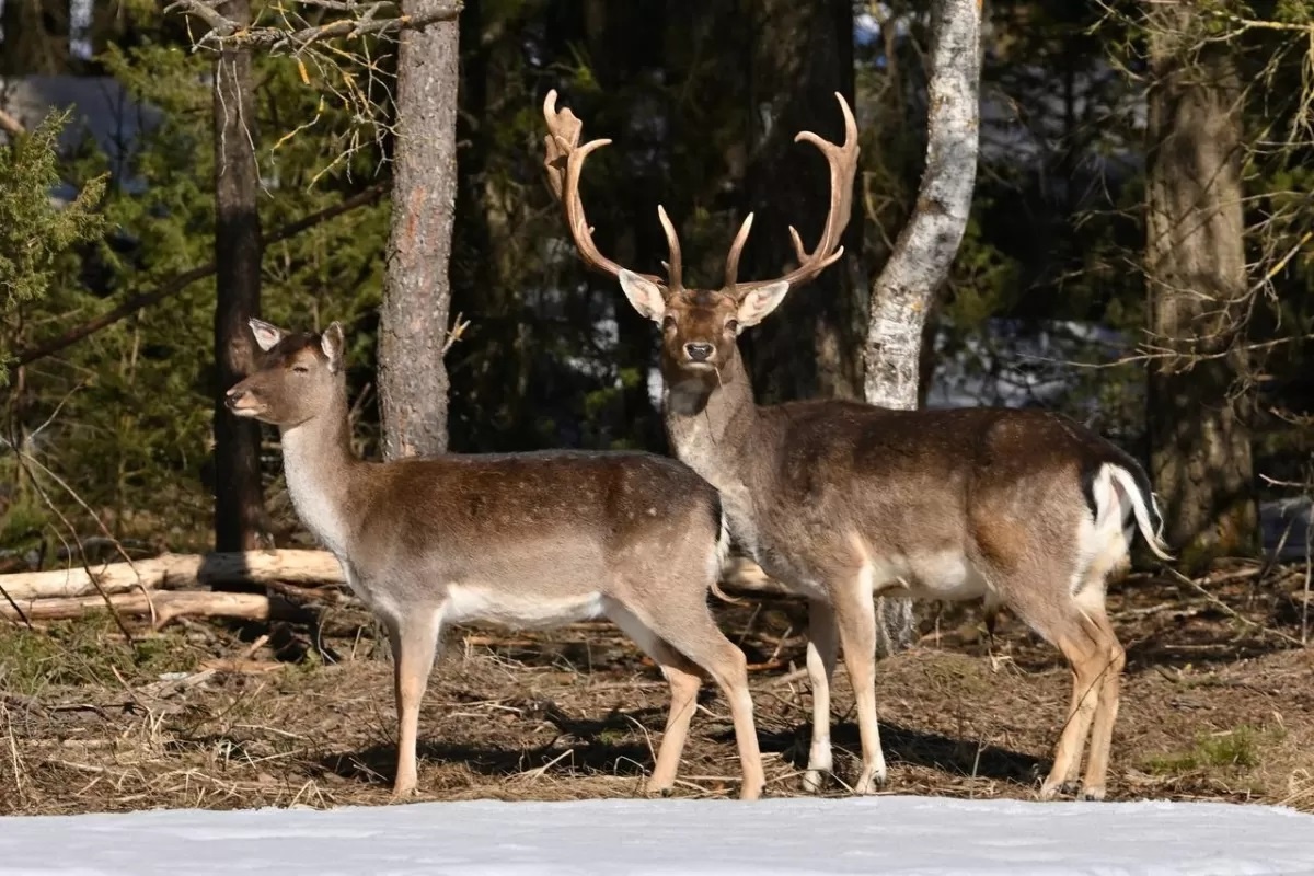 Фото с сайта: https://krasniybor.by/okhota/okhotnichya-fauna/lan-evropeyskaya.html