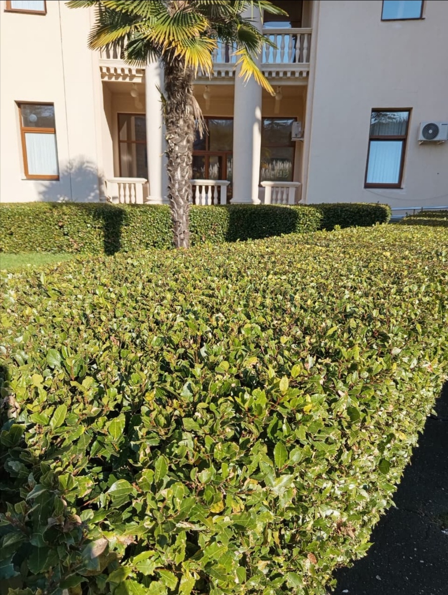 Живая изгородь. Лавровый лист. Краснодарский край.