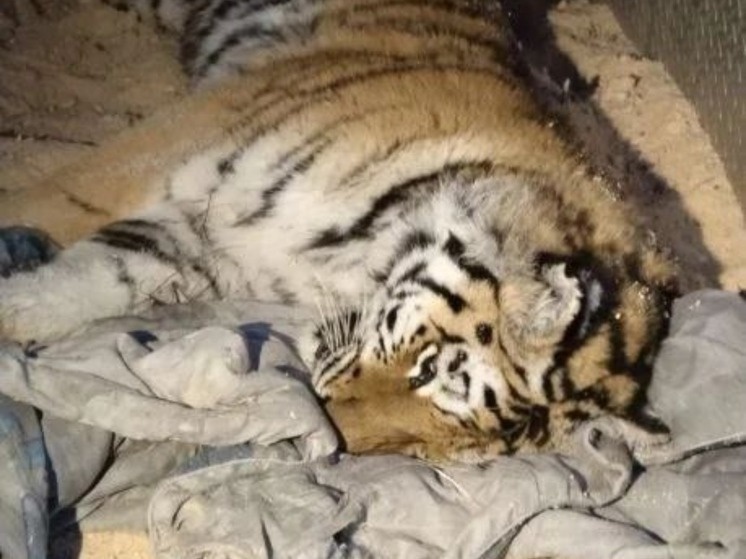     В поселке Биракан ЕАО отловили любопытную 3-летнюю тигрицу фото: пресс-служба правительства ЕАО