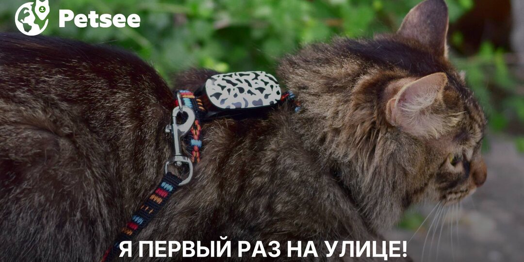 Как приучить кота и кошку к улице?