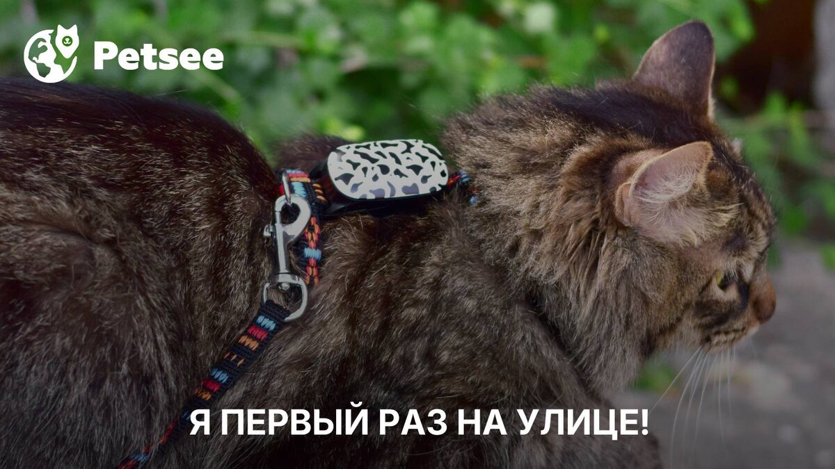 Как приучить кота и кошку к улице: инструкция с советами и правилами