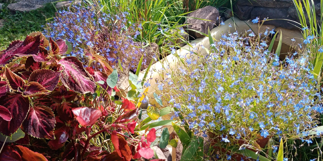 Лобелия сеем весь февраль