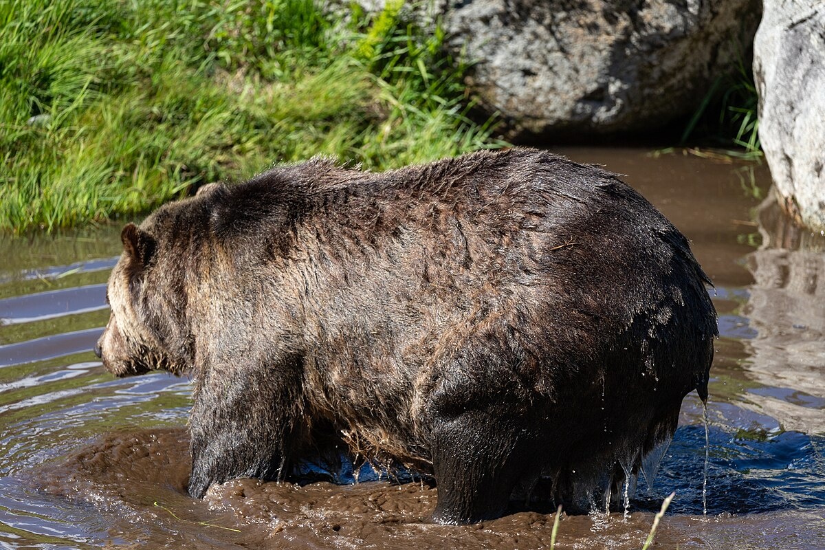 Фото с сайта: https://commons.wikimedia.org/wiki/File:Grizzly_bear_is_taking_a_bath_(30852487698).jpg