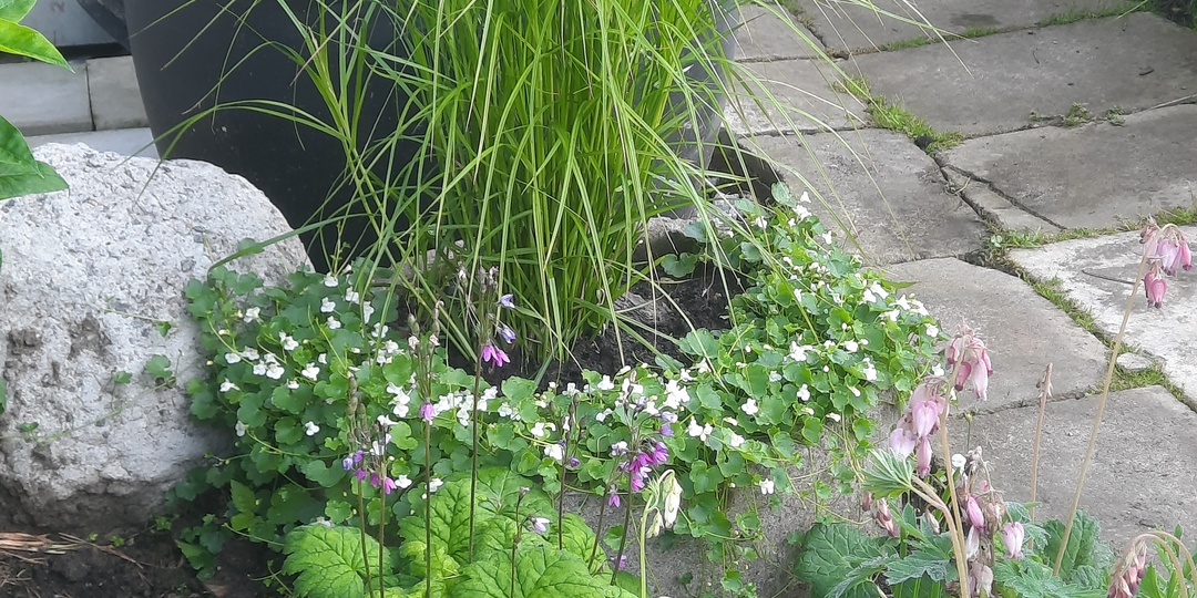 Дицентра, Разбитое сердце, цветок из детства