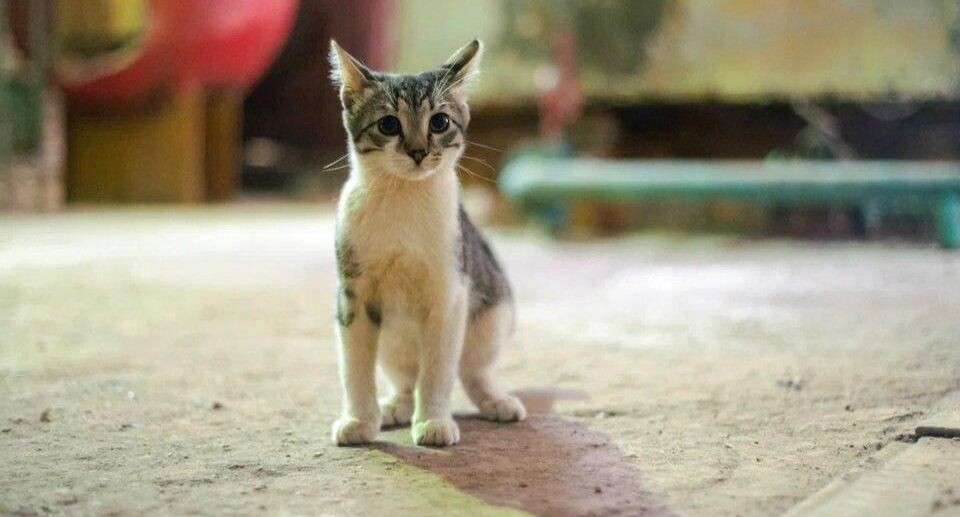    REGIONS/Наталия Надточая