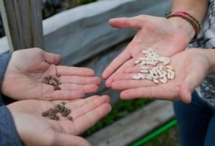 Обмен семенами с соседями - самый эффективный способ экономии. 