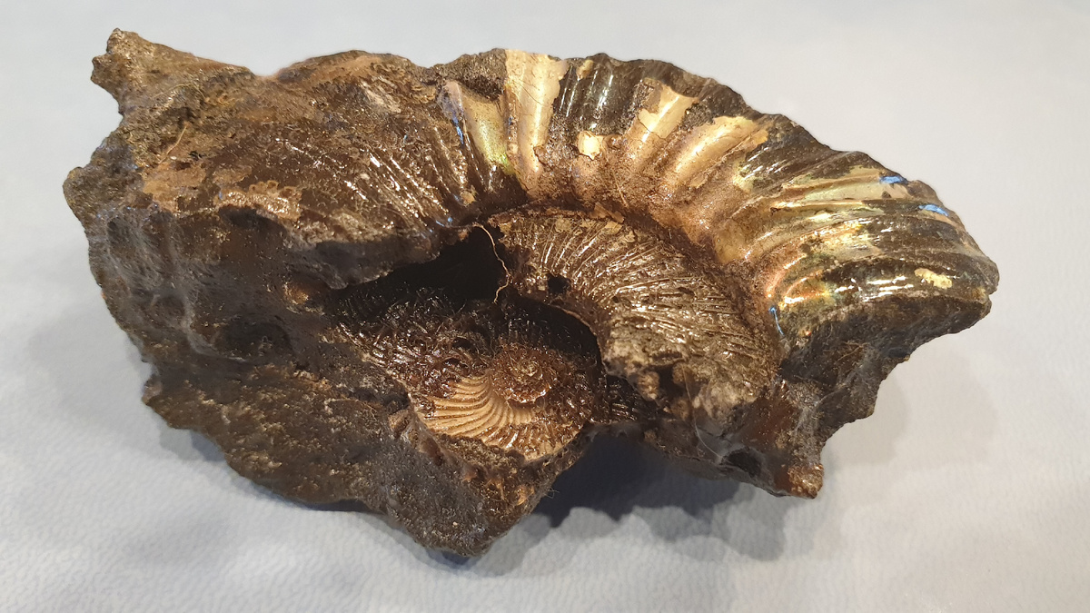 Фофсфоритовый фрагмент раковины аммонита, на обратной стороне которого фрагмент ядра двустворки. Фото автора