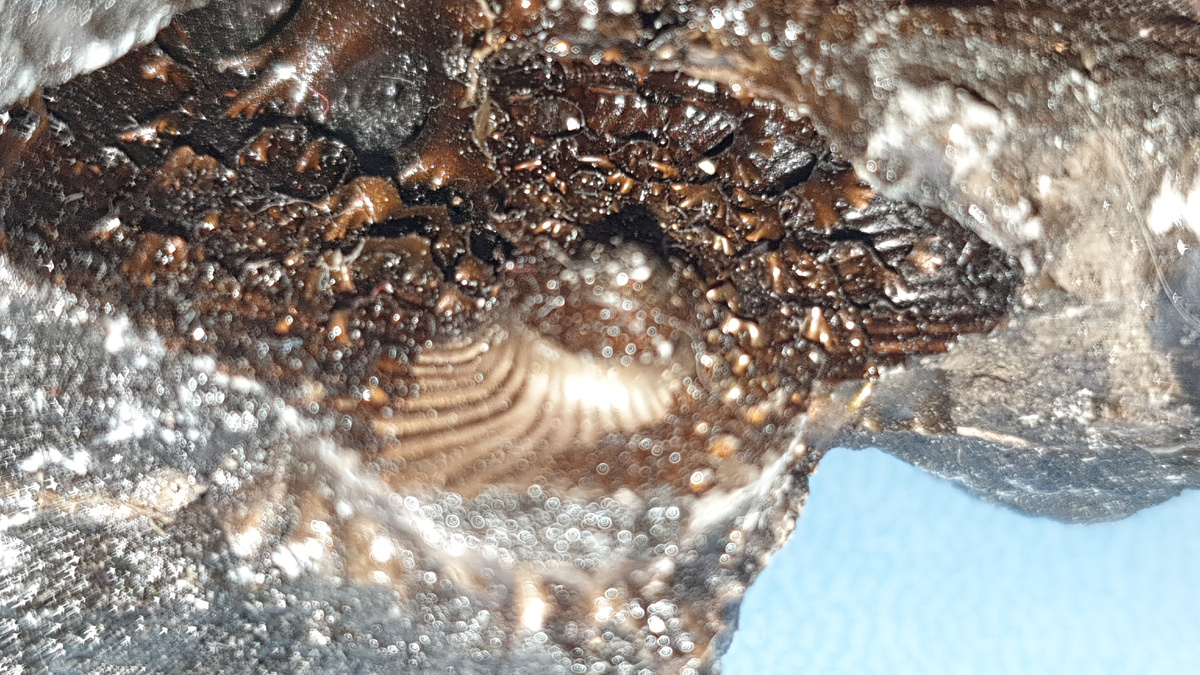 Фофсфоритовый фрагмент раковины аммонита, на обратной стороне которого фрагмент ядра двустворки. Фото автора