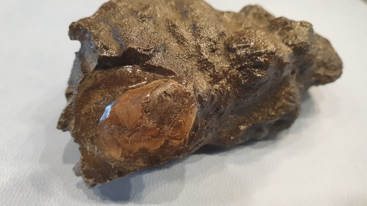 Фофсфоритовый фрагмент раковины аммонита, на обратной стороне которого фрагмент ядра двустворки. Фото автора