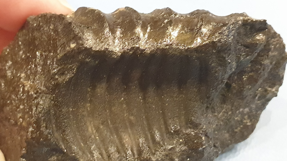 Фосфоритовый фрагмент раковины аммонита - жилая камера. Фото автора