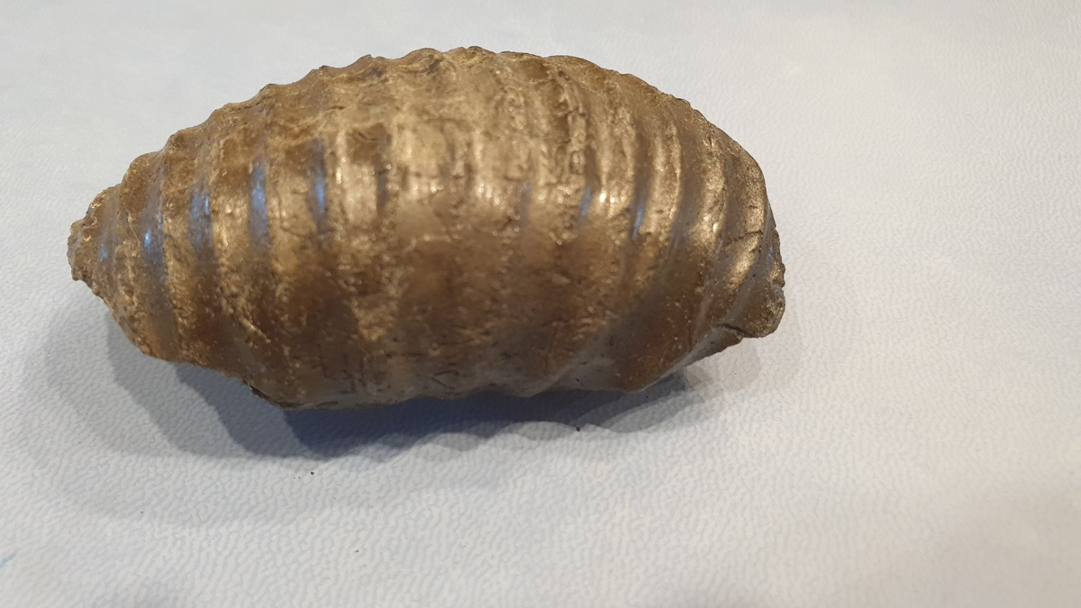 Фосфоритовый фрагмент раковины аммонита - жилая камера. Фото автора