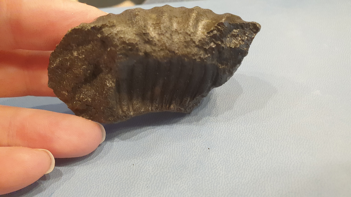 Фосфоритовый фрагмент раковины аммонита - жилая камера. Фото автора