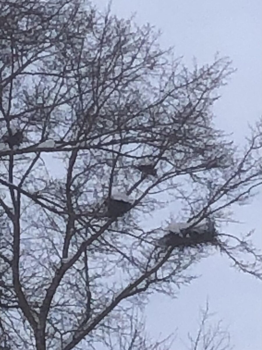 Грачиные гнезда ждут хозяев.