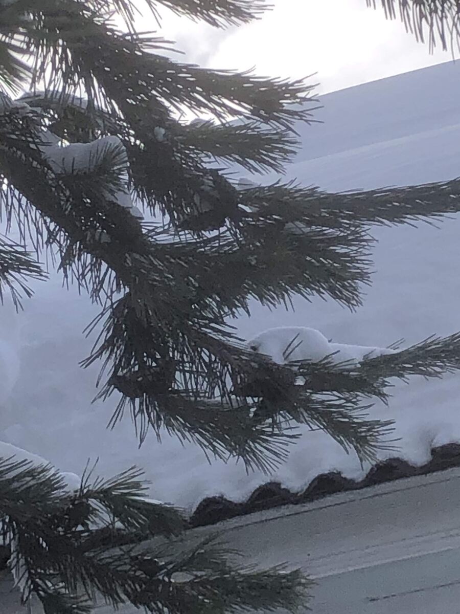 Ждем весну.