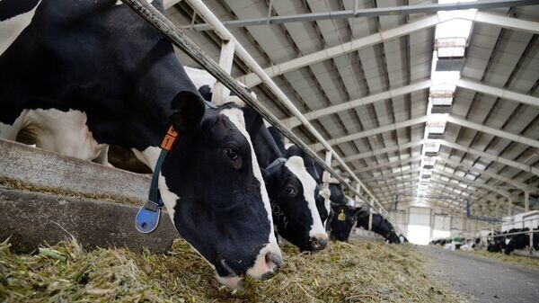    © Sputnik / Игорь Онучин