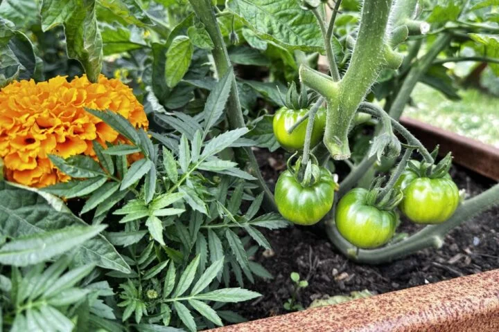 Помидоры и бархатцы, растущие вместе