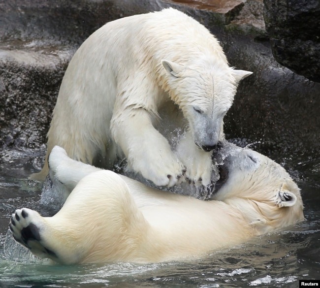 Ученые зафиксировали, что популяция медведей на берегах Гудзонова залива в Канаде снижается. Сейчас только на западном берегу залива можно убивать до 38 зверей ежегодно. Сен-Фелисьен, Канада, 2011