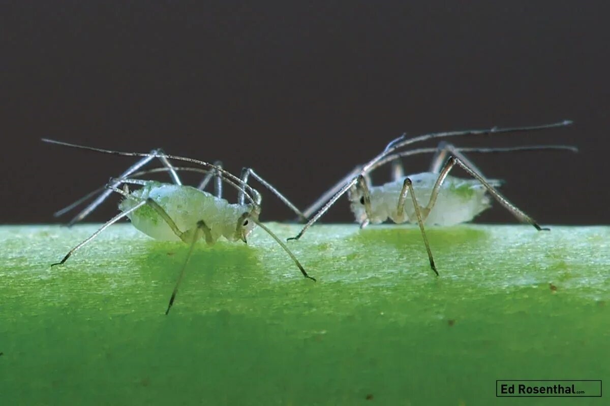 Фото с сайта: https://sadogorodik.ru/novoe/aphididae
