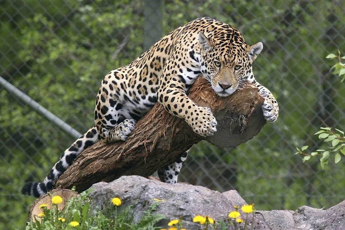 Фото с сайта: https://rgcars.ru/other/yuzhnoamerikanskij-yaguar