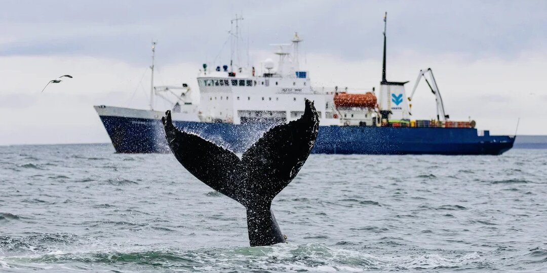 50 китов, опасный витамин С и город, который исчезает в метель: что мы нашли об Арктике за год