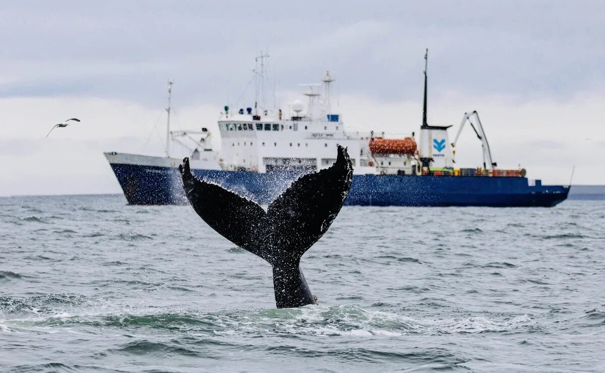    50 китов, опасный витамин С и город, который исчезает в метель: что мы нашли об Арктике за год