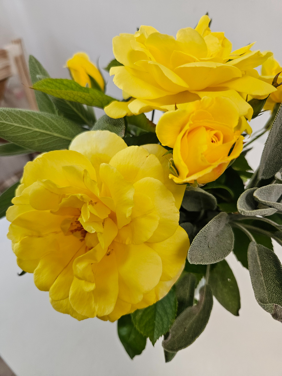 Роза сорт "Персиковая мельба"