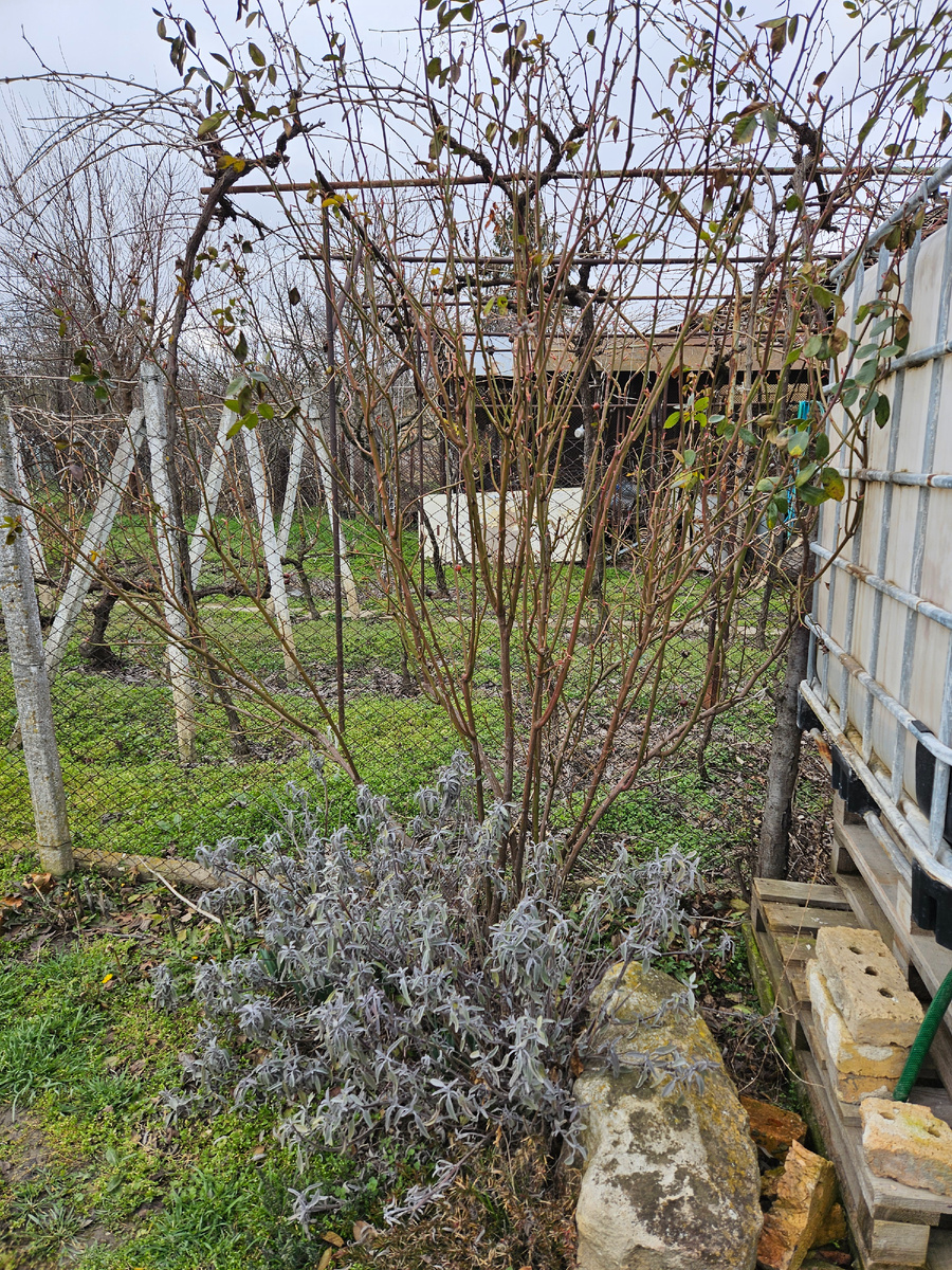 Разросшийся цветник