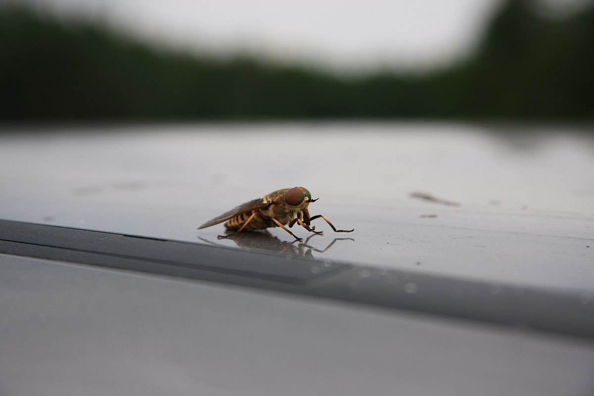 Фото с сайта: https://commons.wikimedia.org/wiki/File:Овод_на_крыше_автомобиля_на_дороге_в_Расловском_бору_-_panoramio.jpg