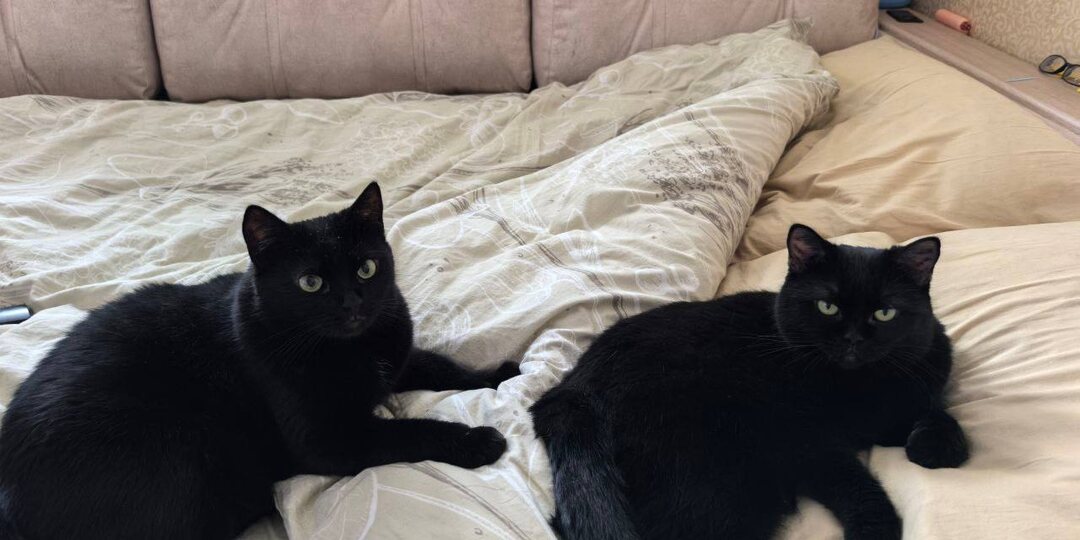 Для нас огромная честь, когда люди, взявшие одно животное, возвращаются к нам за другими) Очень приятно, что люди нам доверяют