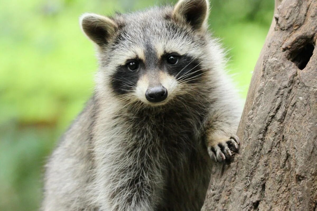 Фото с сайта: https://dishcuss.com/post/C021BE27A9F61A97439575C43DD9FD900EC7A3C6/Raccoon-City-Police