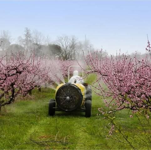 Фото с сайта https://obrezka-sada.ru/?ysclid=mm611iasbs148090966