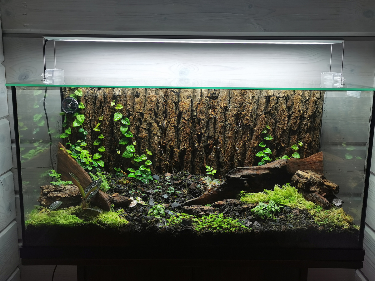 Растения свежепосаженные