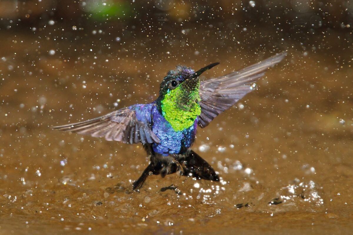 Фото с сайта: https://www.swarovskioptik.com/de/en/birding/stories/beautiful-colors-for-your-day