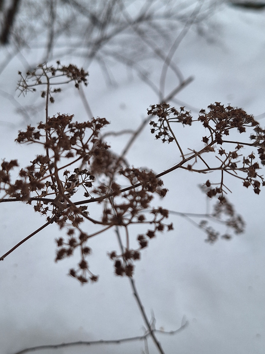 Цветы зимы. Фото - собственность автора канала "ТАК НАДО". 