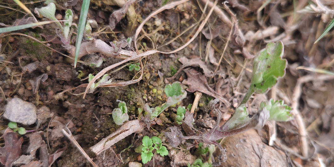 Перезимовали! 1 марта - с календарной весной нас!