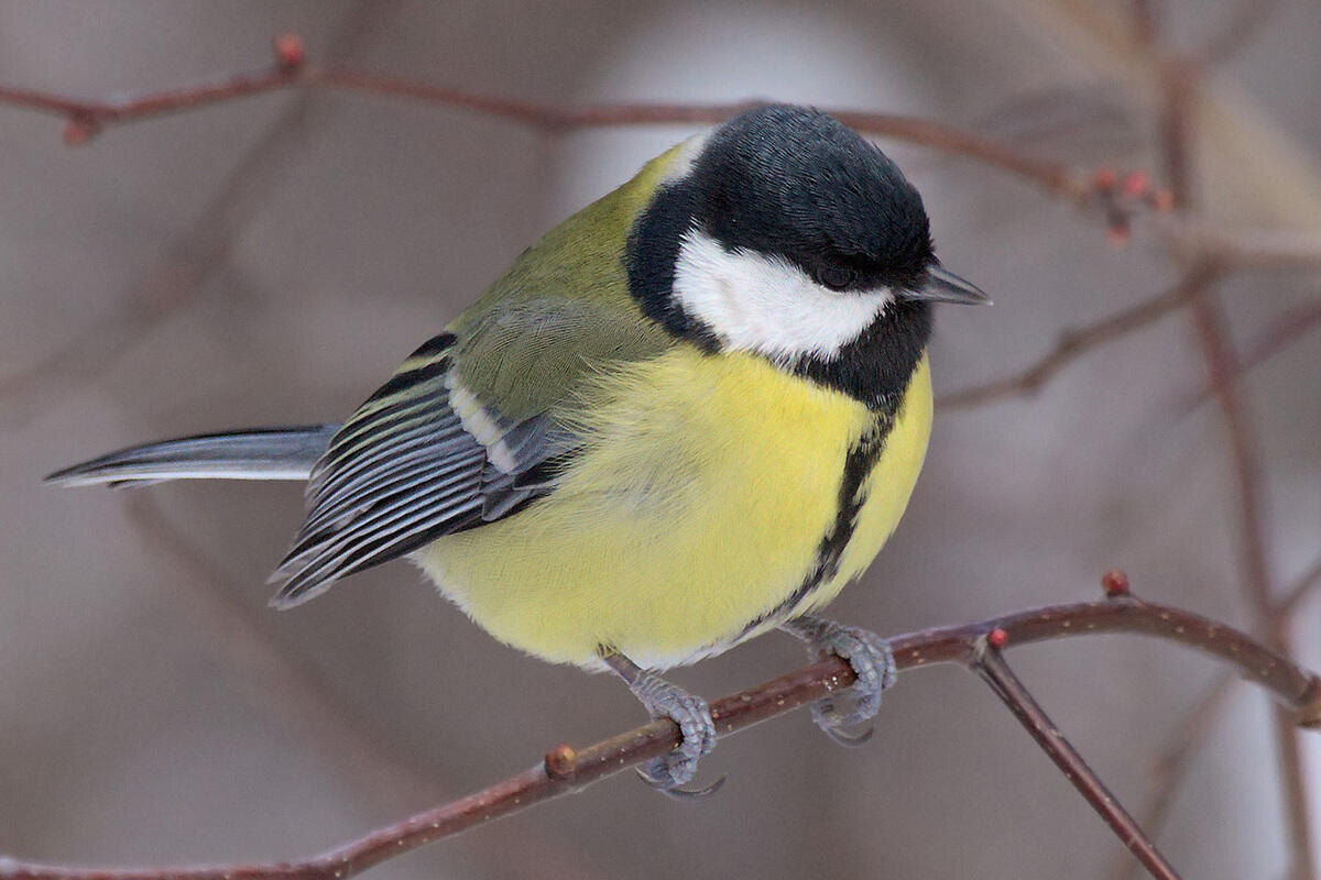 Фото с сайта: https://www.mk.ru/science/2024/04/04/uchenye-izuchili-mozg-sinic-chtoby-pomoch-cheloveku-vspomnit-mesta-svoikh-taynikov.html