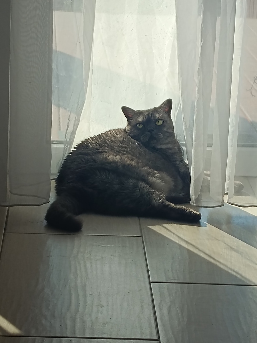 Но коша дверь охраняет, не выпускает на улицу. Она-то знает, что ещё зима😉