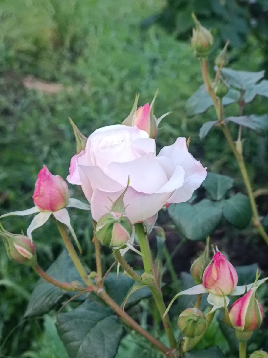 Ещё немного, ещё чуть-чуть, и будет красота вокруг 😍