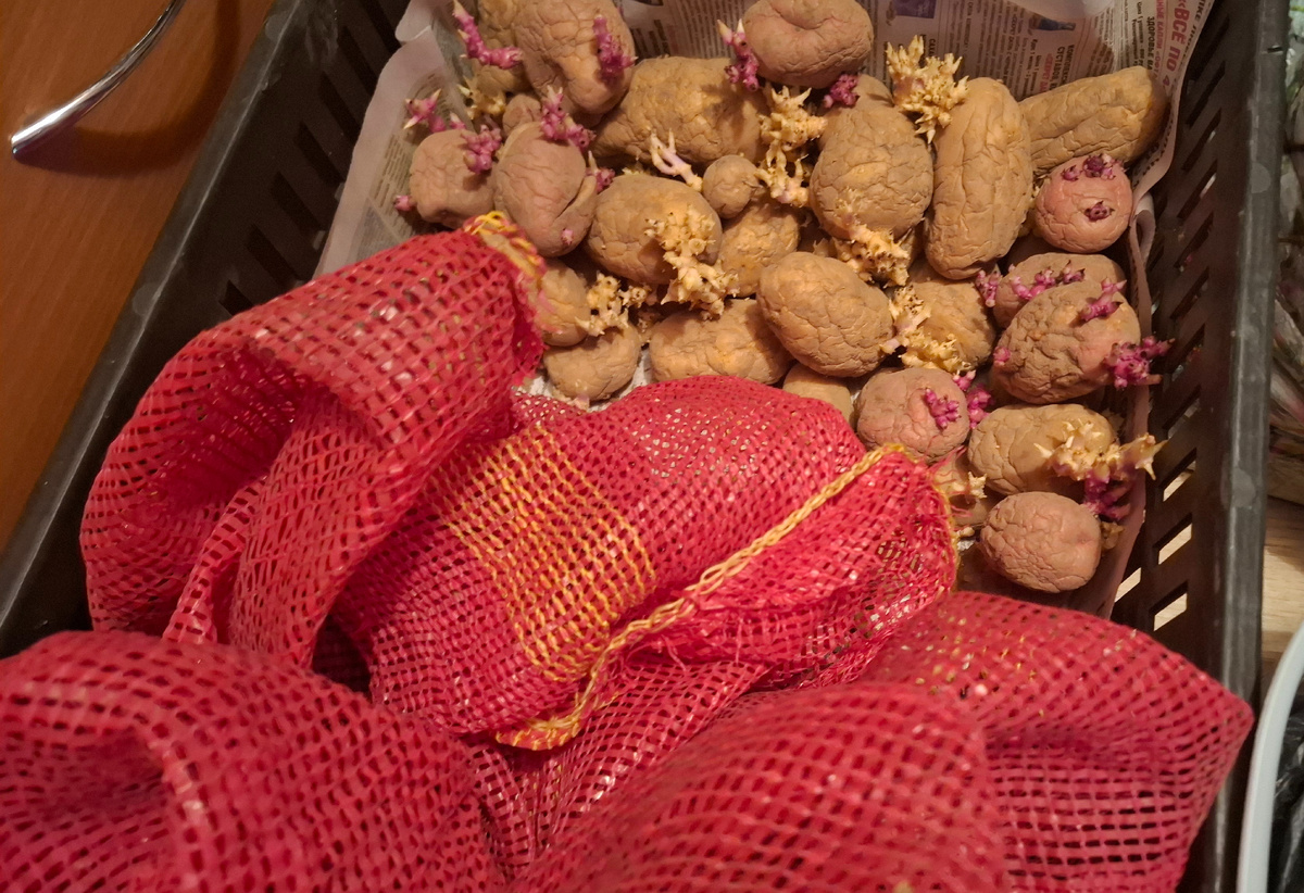 Это уже последняя картошка с моего огорода. Тоже растет. 