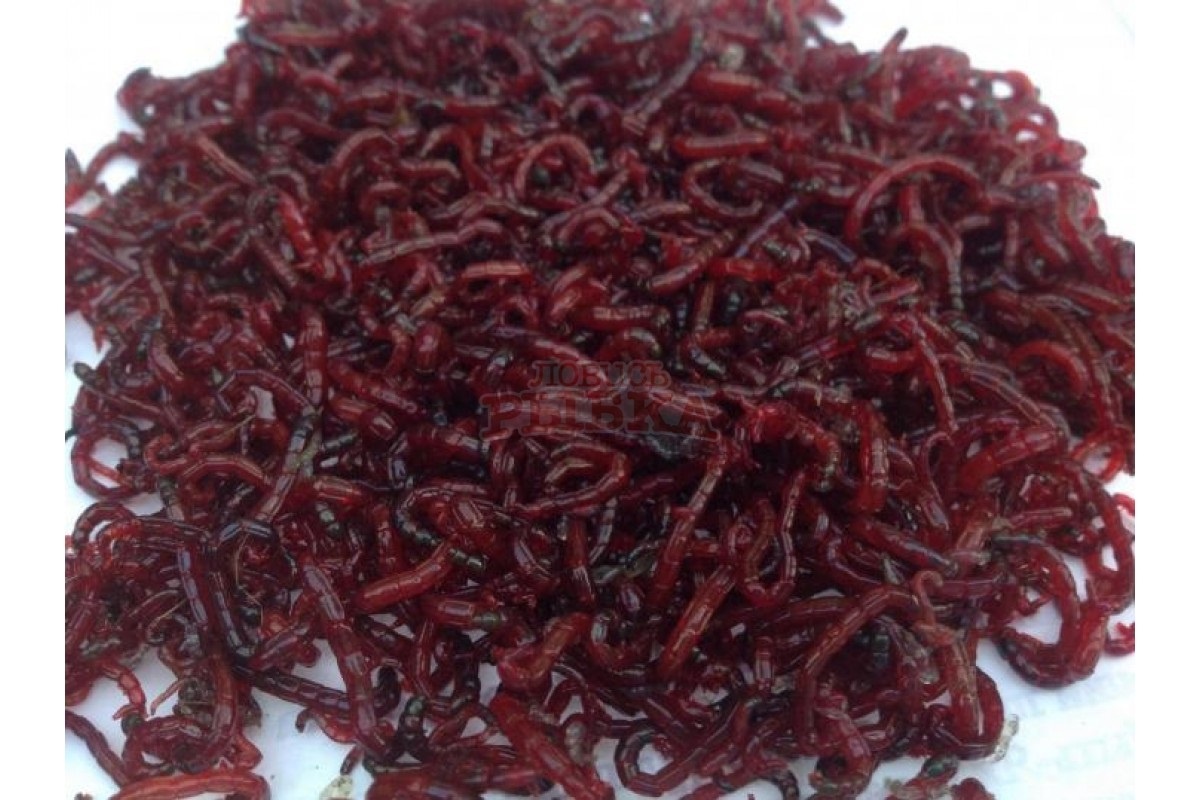 Фото с сайта: https://lovisrybka38.ru/motyl-temnyy-20gr