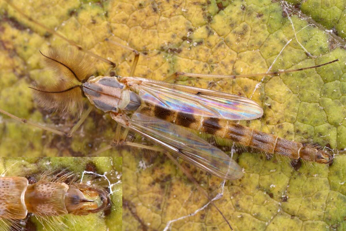 Взрослая хирономида, фото с сайта: https://diptera.info/forum/viewthread.php?thread_id=58492