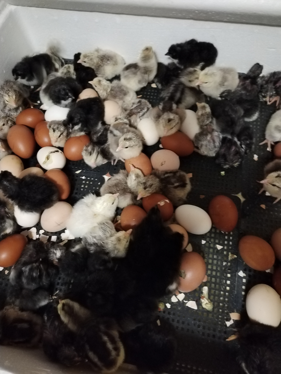 Первые цыплята в этом году. 