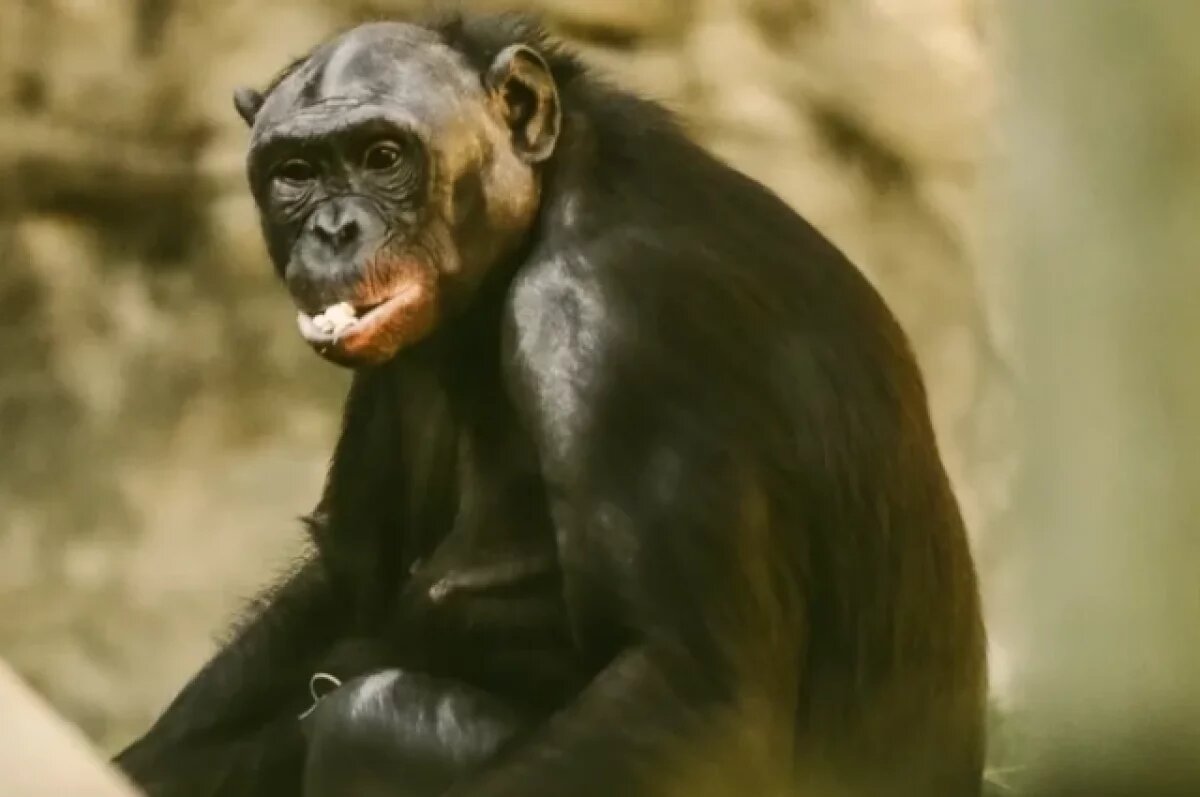    В США обезьяна разбила стекло в зоопарке, набросившись на посетителей