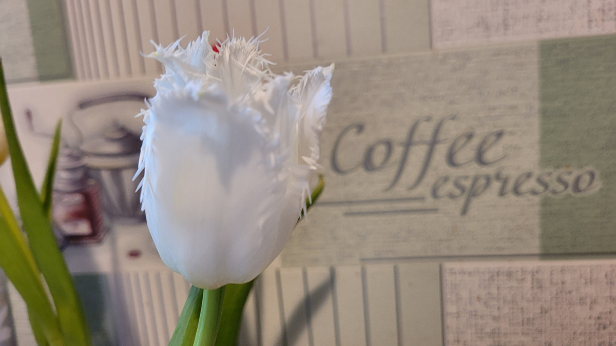 Это вам, дорогие женщины!