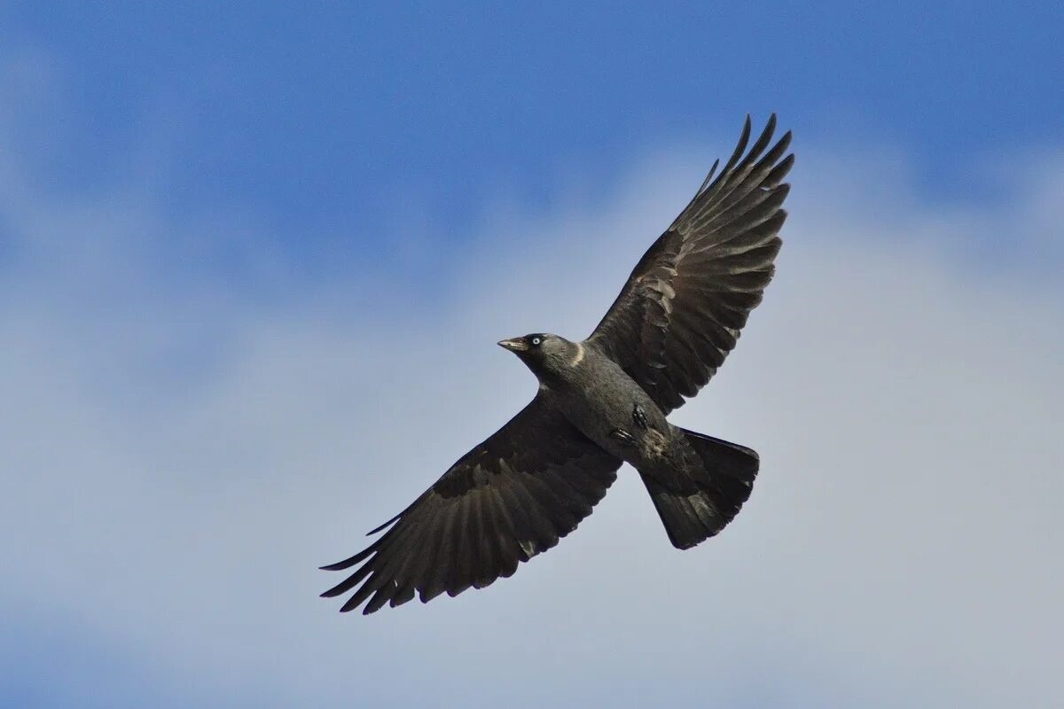 Фото с сайта: https://www.sibirds.ru/v2photo.php?l=ru&s=055302096&n=1&t=728&p=3&sortby=1&sor=desc&saut=all&si=sib