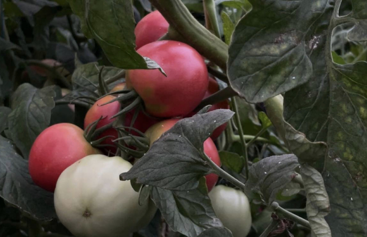     Фото: "Бриф24"